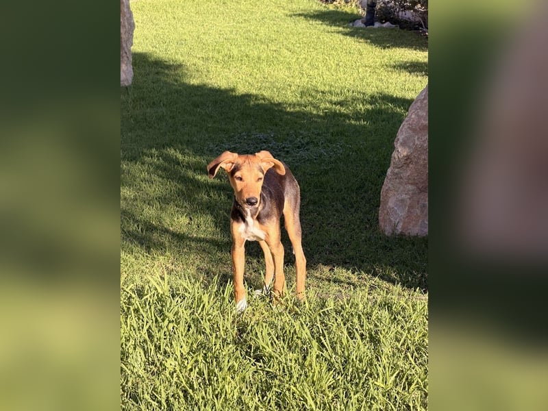 Rio sucht sein Rudel