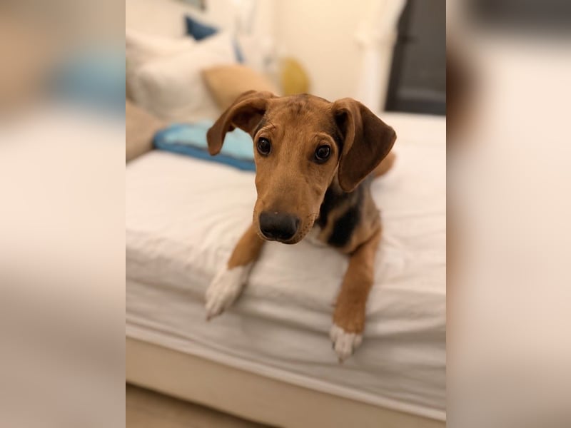 Rio sucht sein Rudel