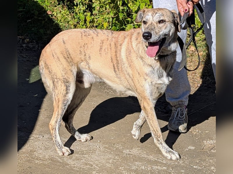 DRACO - sensibler Riese mit großem Herzen sucht sein Zuhause