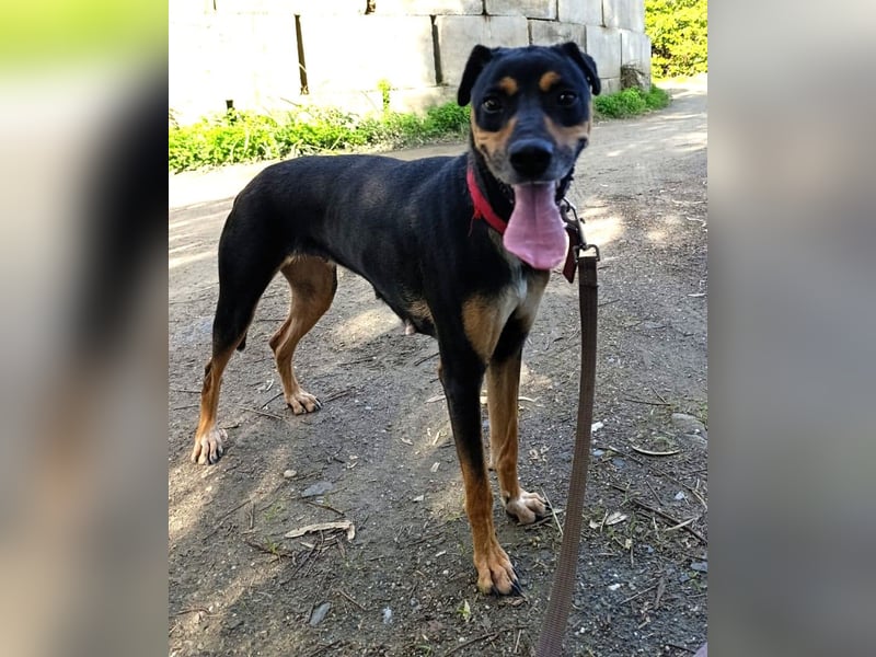 MAWI sucht ihr Für-Immer-Körbchen