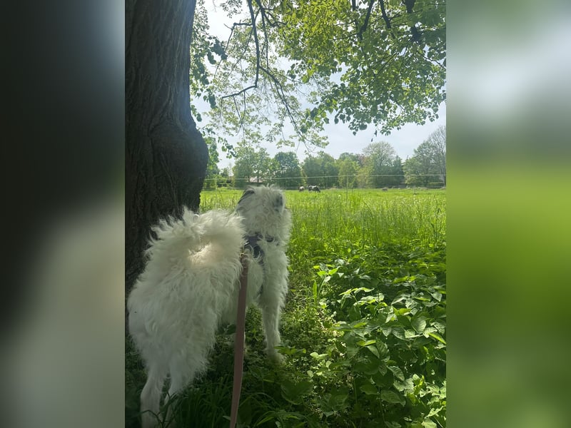 MATTI - verspielt & neugierig