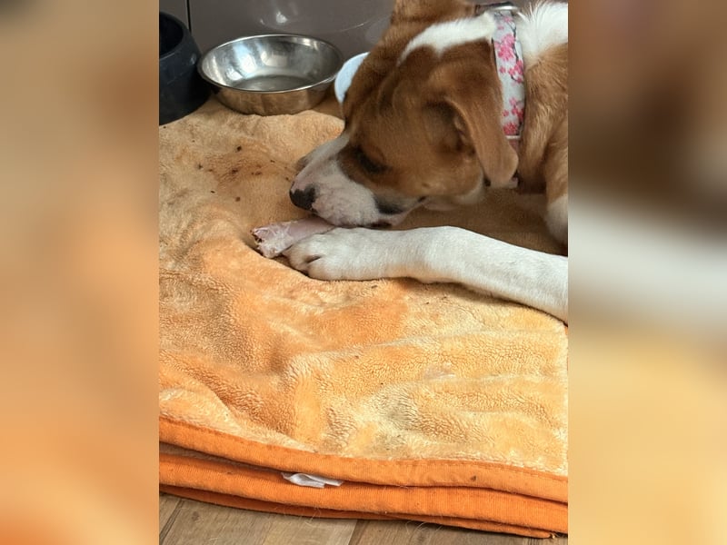 American Bulldoggen mix