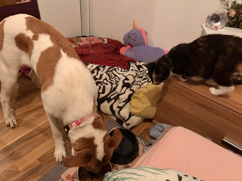 American Bulldoggen mix