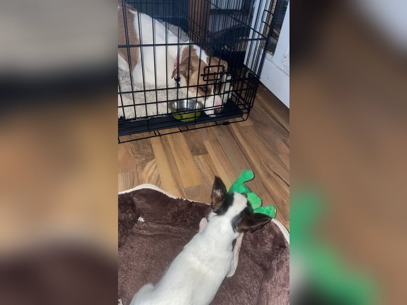 American Bulldoggen mix