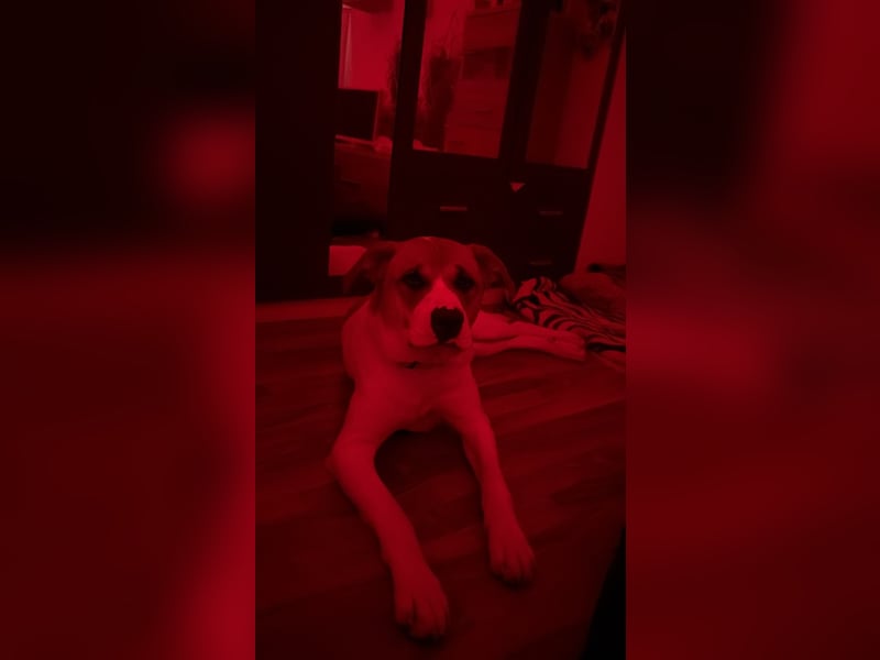 American Bulldoggen mix