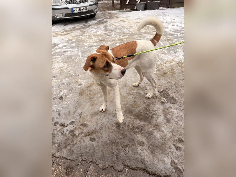 American Bulldoggen mix