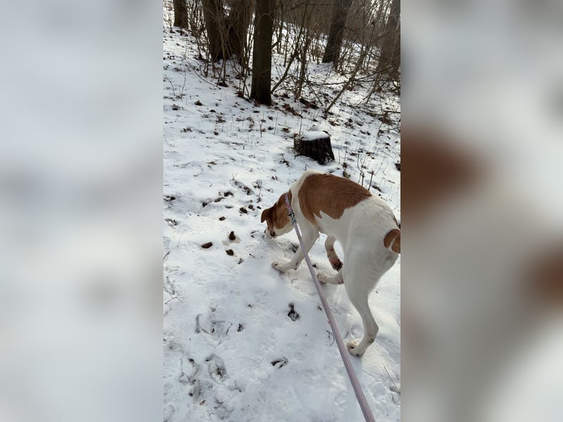 American Bulldoggen mix
