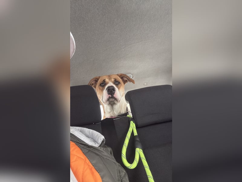 American Bulldoggen mix