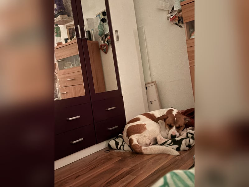 American Bulldoggen mix