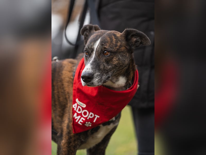 Gas sucht dringend ein neues Zuhause