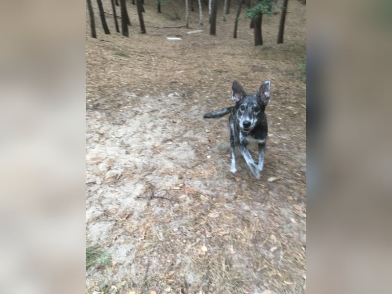 Lupo, 1,5 Jahre alt, toller junge Rüde sucht noch