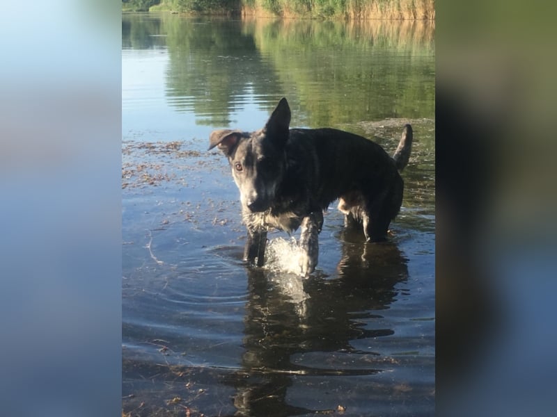 Lupo, 1,5 Jahre alt, toller junge Rüde sucht noch