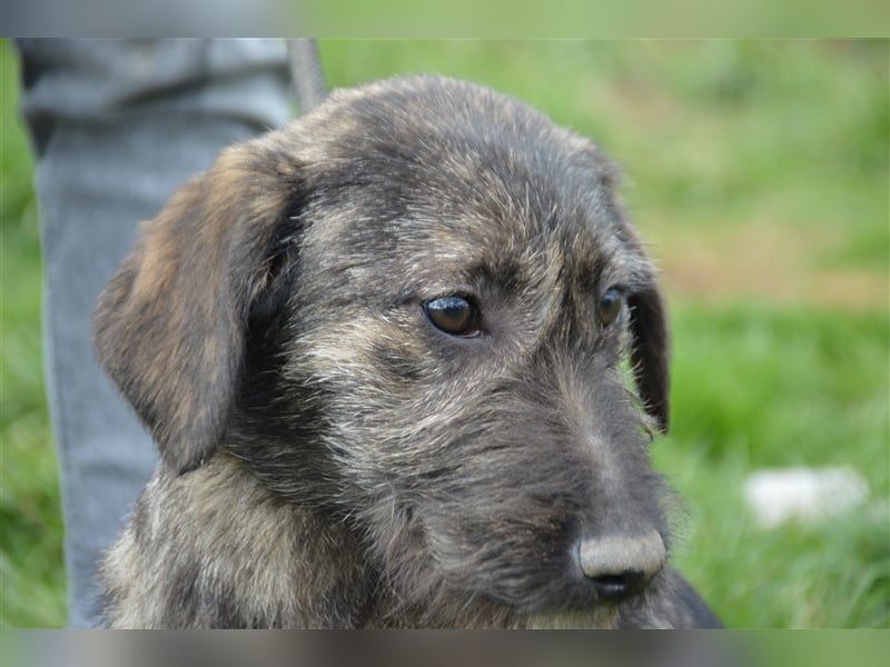 Maja sucht ihre Familie