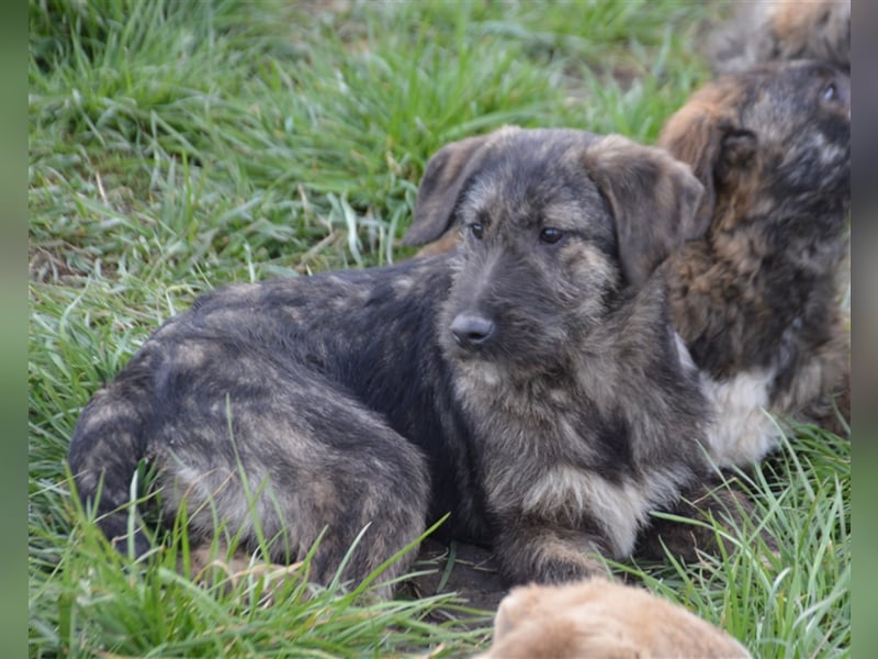 Maja sucht ihre Familie