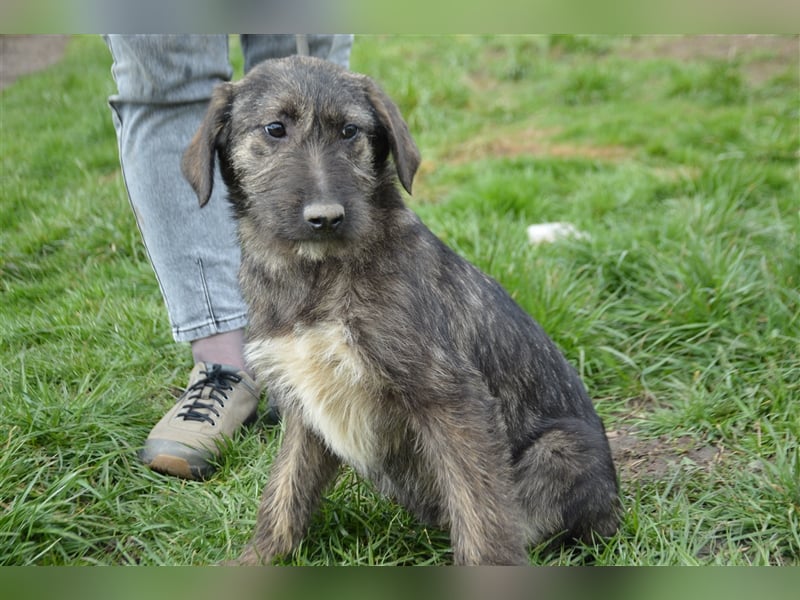 Maja sucht ihre Familie