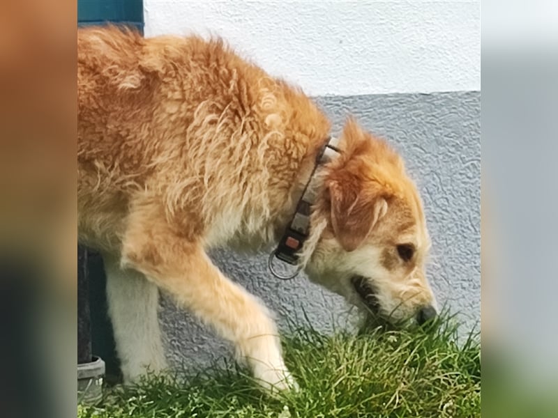 Zobie möchte endlich ankommen