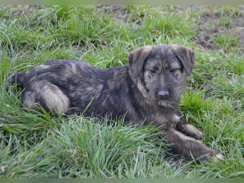 Maja sucht ihre Familie