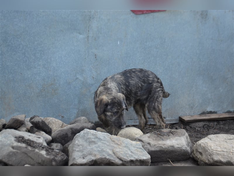 Maja sucht ihre Familie