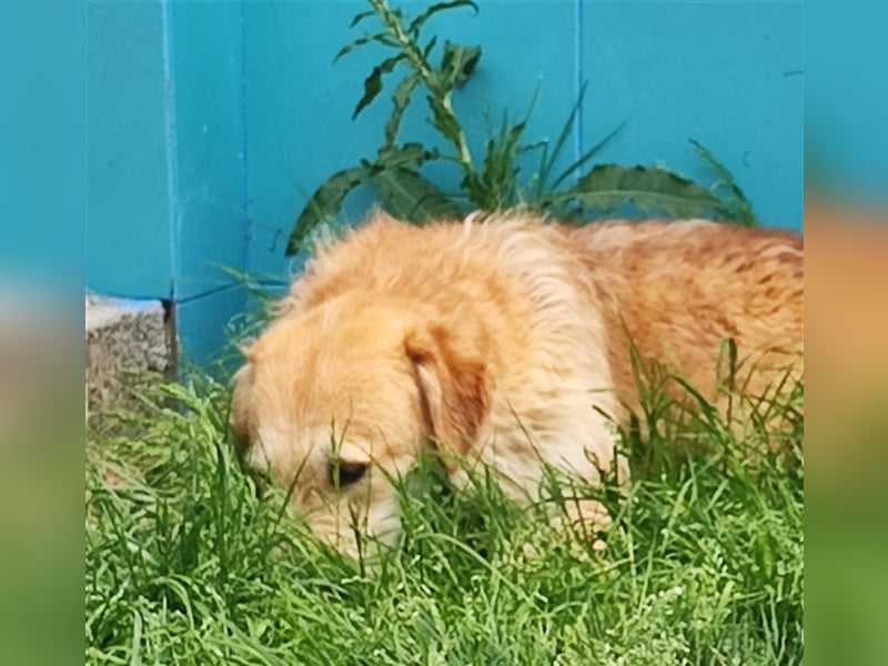 Zobie möchte endlich ankommen