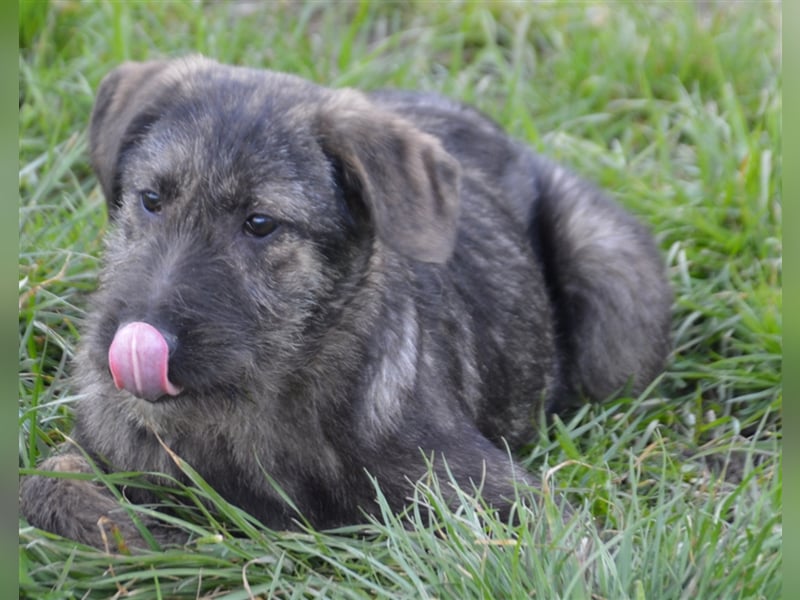Maja sucht ihre Familie
