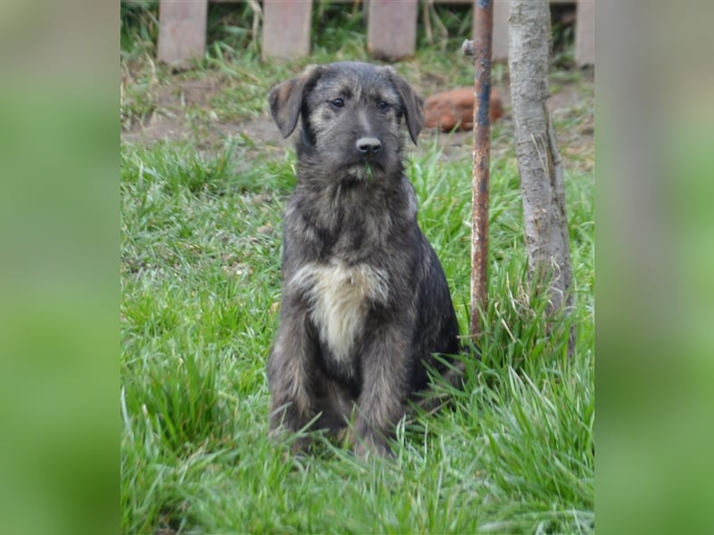 Maja sucht ihre Familie