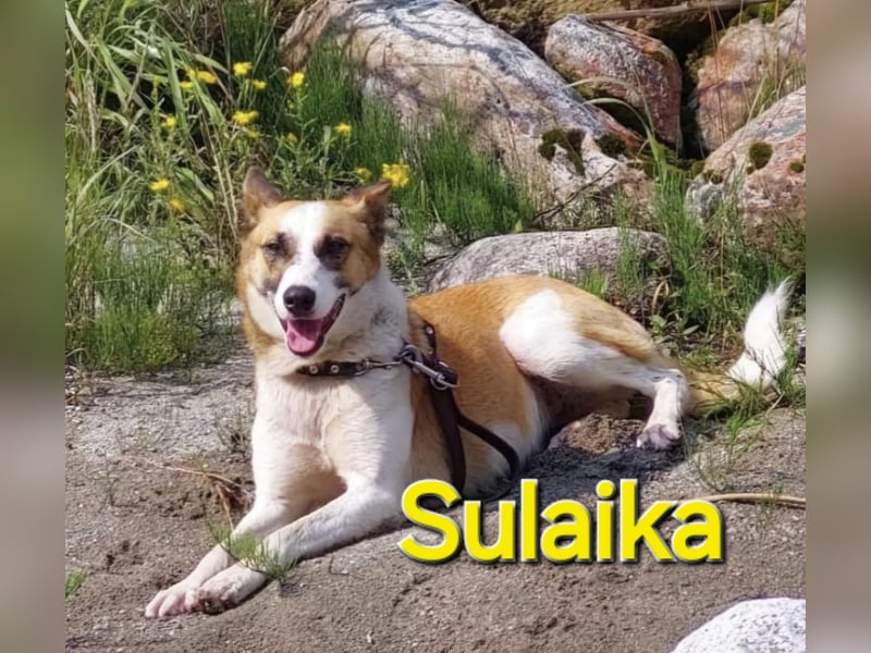 Sulaika