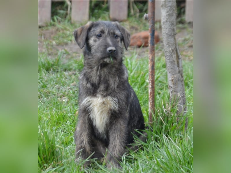 Maja sucht ihre Familie