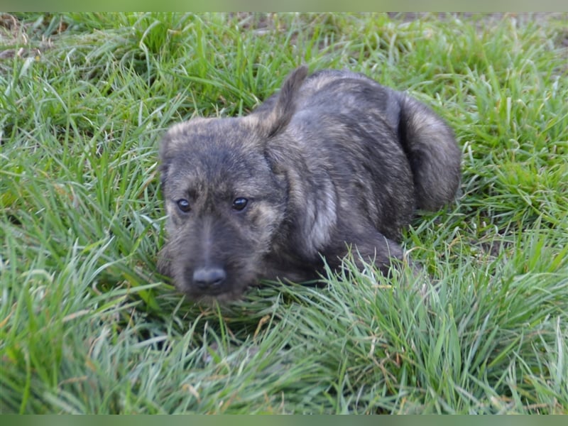 Maja sucht ihre Familie
