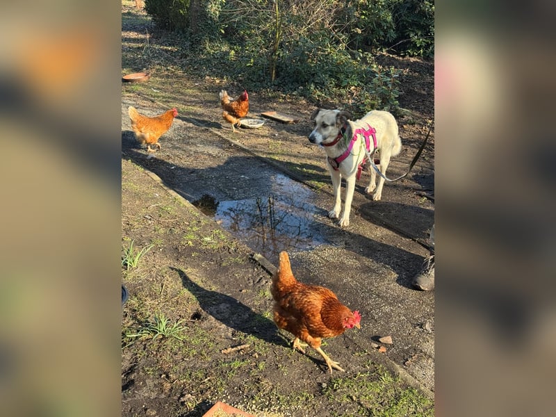ALIISA - sanfte, schüchterne Hündin sucht liebevolles Zuhause