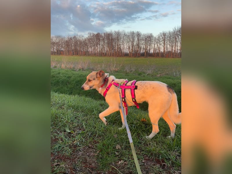 ALIISA - sanfte, schüchterne Hündin sucht liebevolles Zuhause