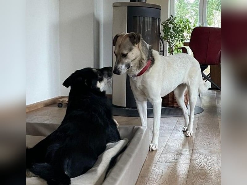 ALIISA - sanfte, schüchterne Hündin sucht liebevolles Zuhause