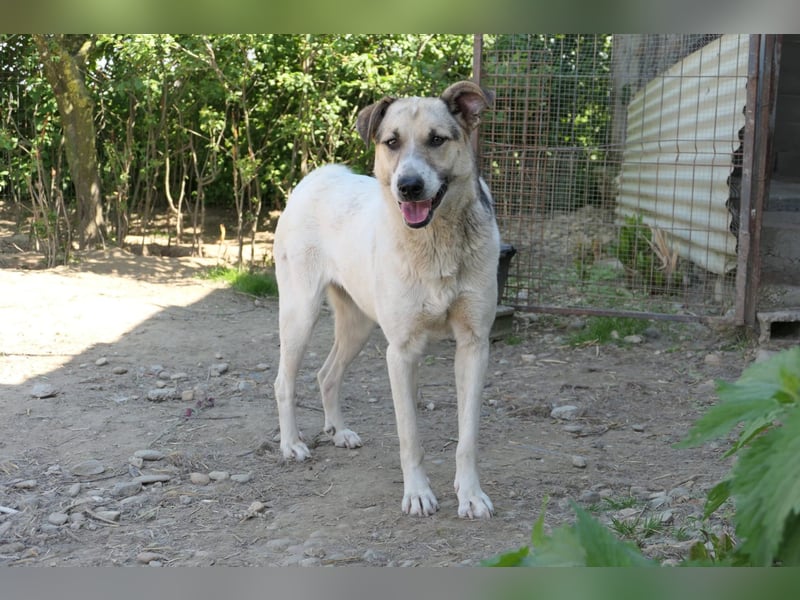 ALIISA - sanfte, schüchterne Hündin sucht liebevolles Zuhause