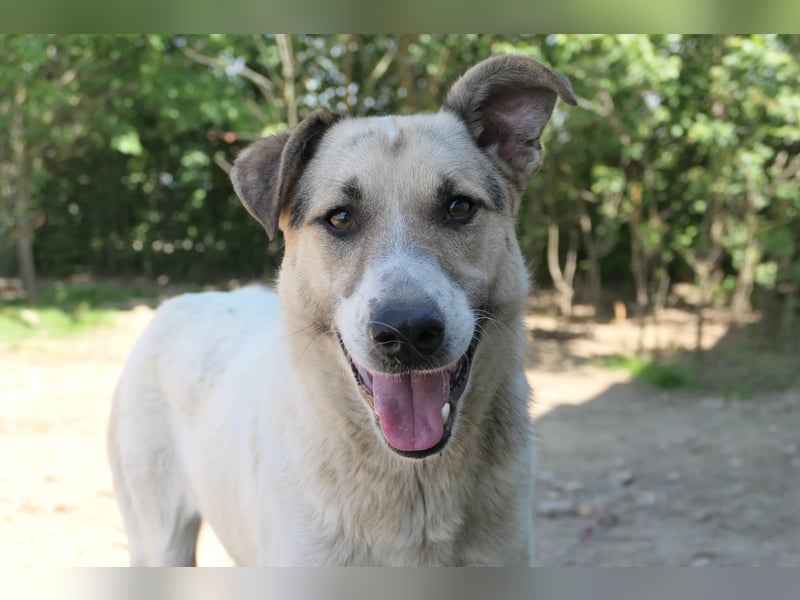 ALIISA - sanfte, schüchterne Hündin sucht liebevolles Zuhause