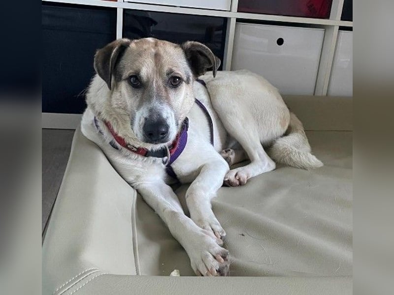 ALIISA - sanfte, schüchterne Hündin sucht liebevolles Zuhause