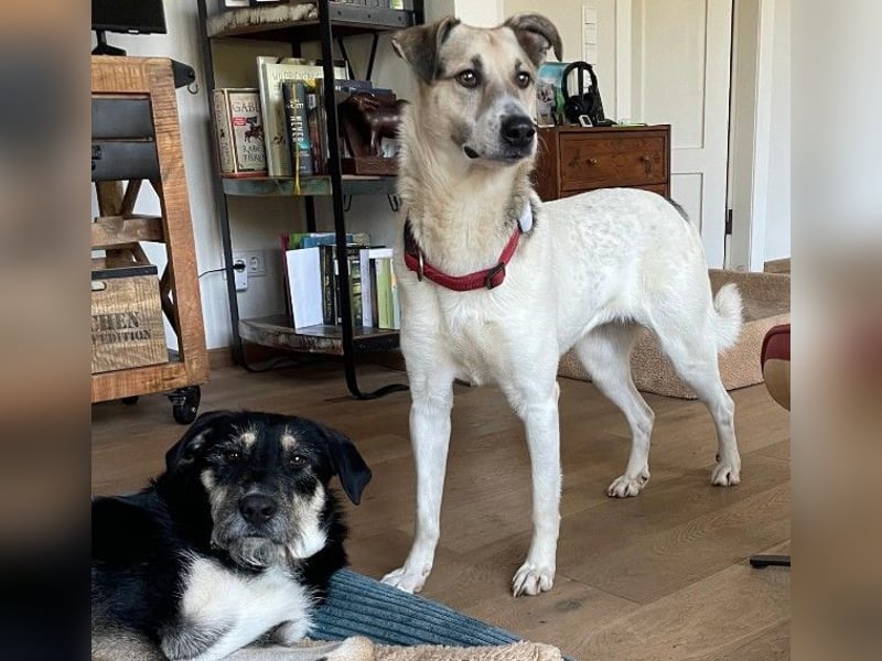 ALIISA - sanfte, schüchterne Hündin sucht liebevolles Zuhause