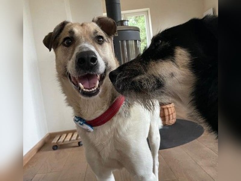 ALIISA - sanfte, schüchterne Hündin sucht liebevolles Zuhause