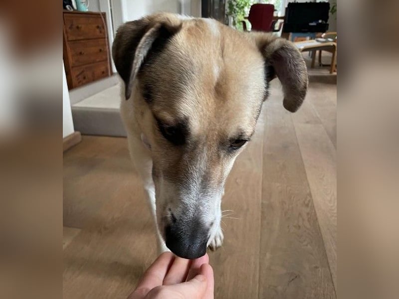 ALIISA - sanfte, schüchterne Hündin sucht liebevolles Zuhause