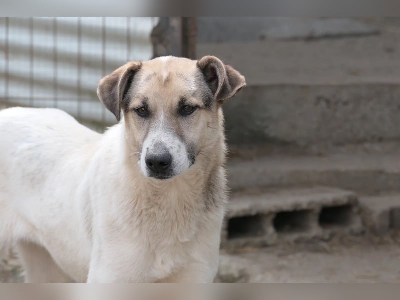 ALIISA - sanfte, schüchterne Hündin sucht liebevolles Zuhause