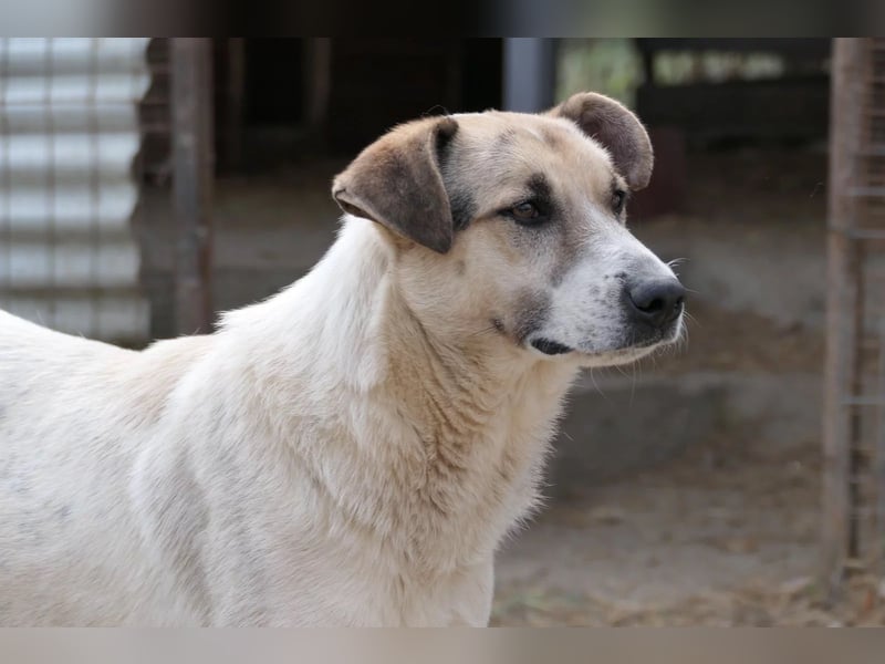 ALIISA - sanfte, schüchterne Hündin sucht liebevolles Zuhause