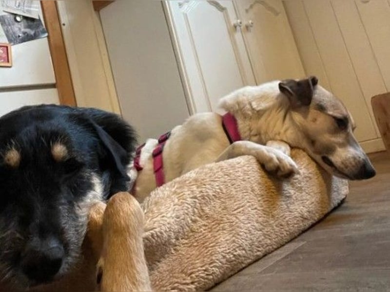 ALIISA - sanfte, schüchterne Hündin sucht liebevolles Zuhause