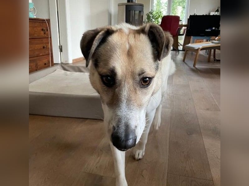 ALIISA - sanfte, schüchterne Hündin sucht liebevolles Zuhause