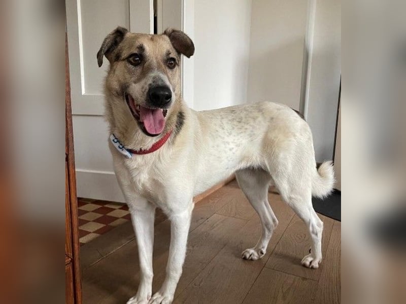 ALIISA - sanfte, schüchterne Hündin sucht liebevolles Zuhause