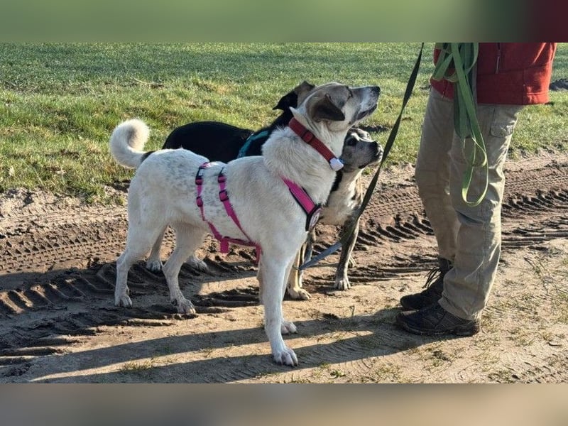 ALIISA - sanfte, schüchterne Hündin sucht liebevolles Zuhause