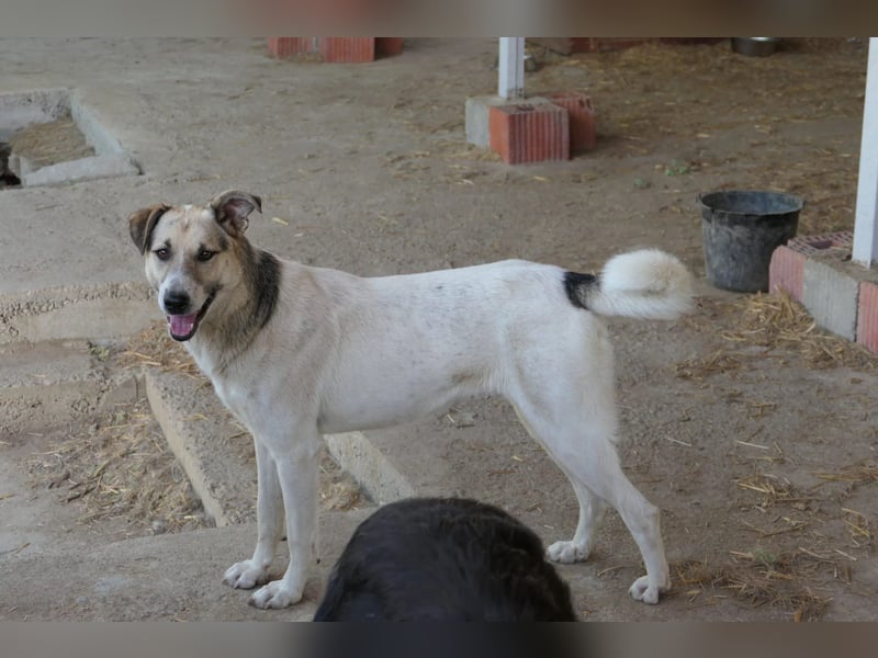 ALIISA - sanfte, schüchterne Hündin sucht liebevolles Zuhause