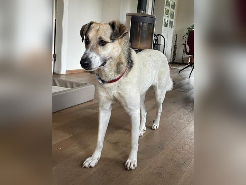 ALIISA - sanfte, schüchterne Hündin sucht liebevolles Zuhause