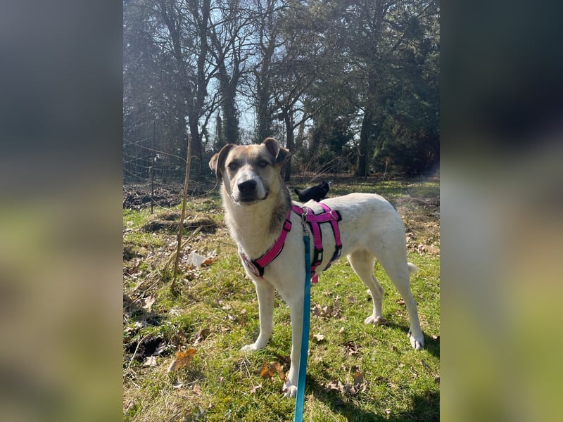 ALIISA - sanfte, schüchterne Hündin sucht liebevolles Zuhause