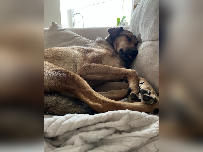 Hayat sucht dringend ein neues Zuhause