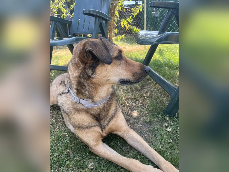 Hayat sucht dringend ein neues Zuhause