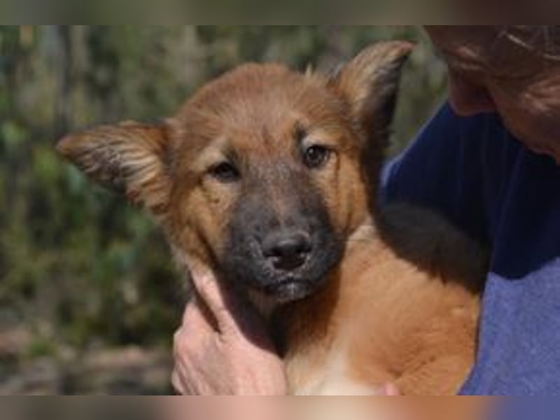 Acht Weihnachtswelpen, eine fröhliche Truppe, die mitten in der Natur aufwächst