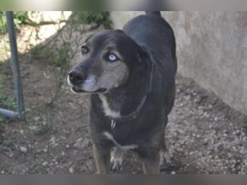 Freya und ihre Hundefreunde suchen dringend eine liebevolle neue Bleibe